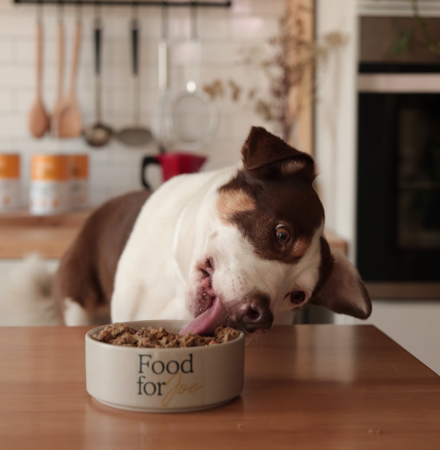 Comida perros raza mediana