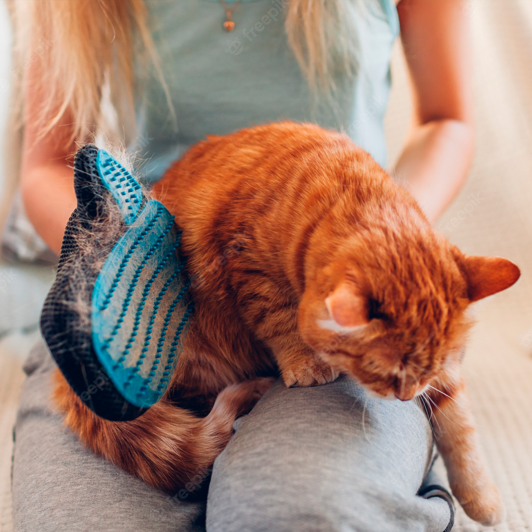 Accesorios para mascotas